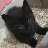 Questi due gattini vorrebbero una casa?