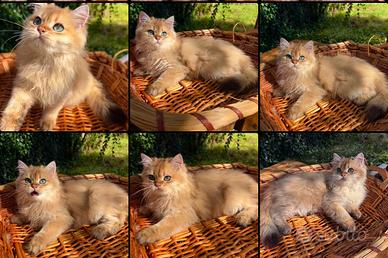 Gattini British Longhair Golden - 3 Mesi