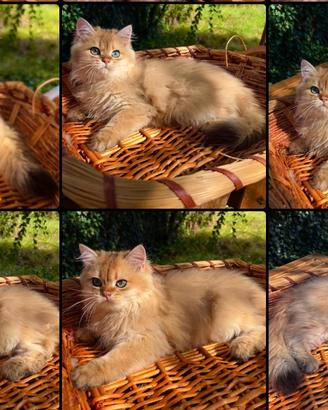 Gattini British Longhair Golden - 3 Mesi