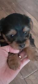 Cuccioli Yorkshire