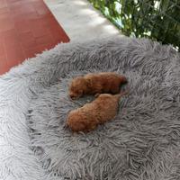 Barboncini mini toy red ed albicocca a. R.a.t.e