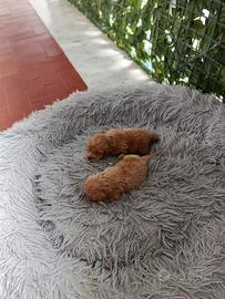 Barboncini mini toy red ed albicocca a. R.a.t.e