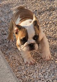 Bulldog inglese cucciola