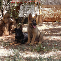 Cucciole pastore tedesco linea lavoro