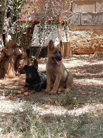 Cucciole pastore tedesco linea lavoro