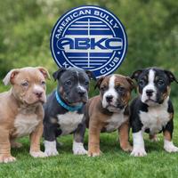 Cuccioli American bully