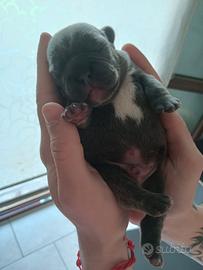 Cucciolo bulldog francese blu merle
