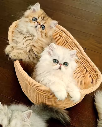 Gattini persiani
