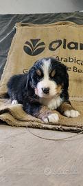 Bovaro del bernese cucciolo