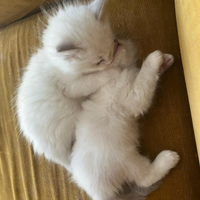 Ragdoll cuccioli con pedigree