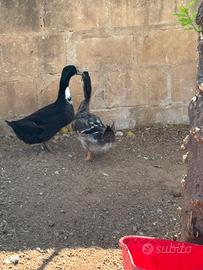 Animali