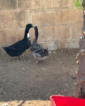 Animali