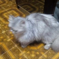 Gattino persiano