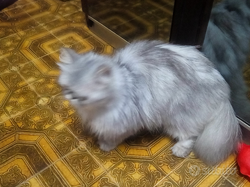 Gattino persiano