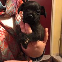 Cani taglia piccolina