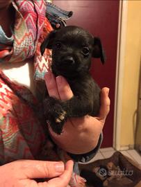 Cani taglia piccolina