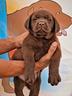 cuccioli-di-labrador-figli-di-campioni