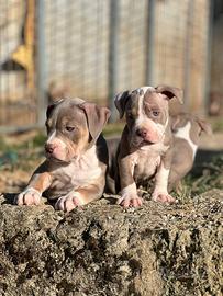 American pitbull terrier