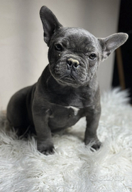 Bulldog francese blu