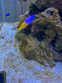 Pictichromis paccagnellae