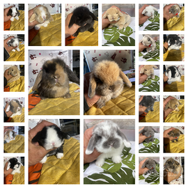 Cuccioli coniglio ariete e minilop disponibili