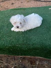 Cucciola di maltese 2 mesi