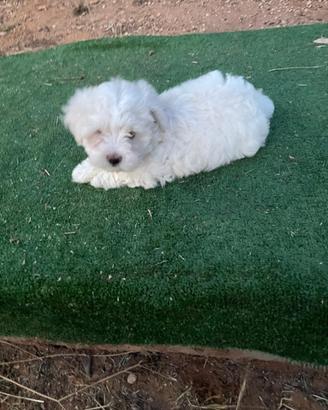 Cucciola di maltese 2 mesi
