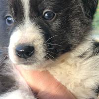 Cuccioli border collie