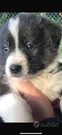 Cuccioli border collie