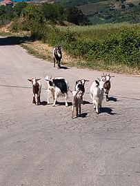 Capre mezzane
