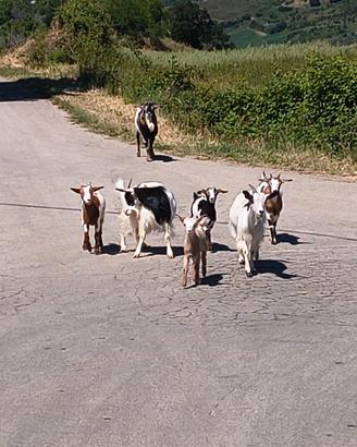 Capre mezzane