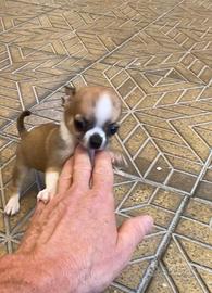 Cuccioli di chihuahua