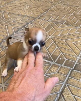 Cuccioli di chihuahua