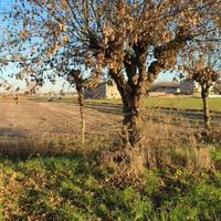 Acero campestre