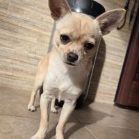 Chihuahua maschio di 2.3kg per accoppiamento