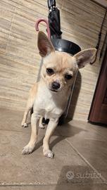 Chihuahua maschio di 2.3kg per accoppiamento