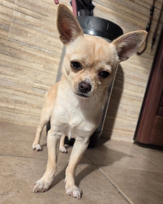 Chihuahua maschio di 2.3kg per accoppiamento