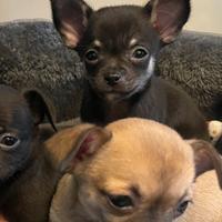 Cucciolo chihuahua maschio