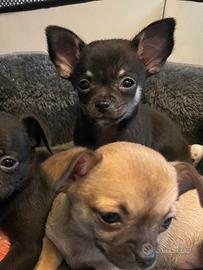 Cucciolo chihuahua maschio