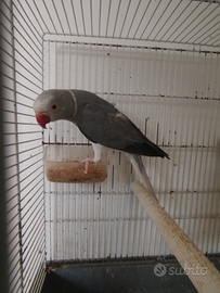 Parrochetto dal collare maschio cleartayl grey