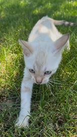 Cuccioli di gatto Bengala