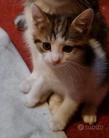 Cucciolo di 2 mesi gatto
