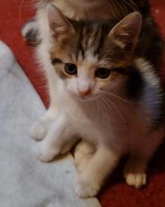 Cucciolo di 2 mesi gatto