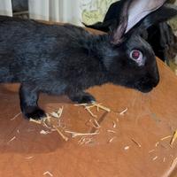 Conigli giganti delle fiandre