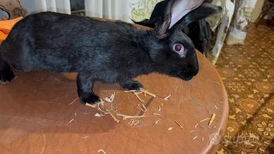 Conigli giganti delle fiandre