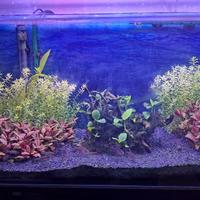 piante per acquario (potature)