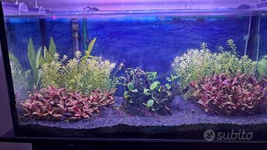 piante per acquario (potature)