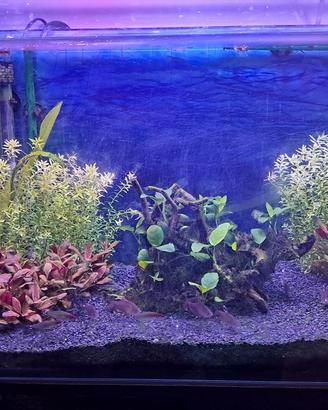 piante per acquario (potature)