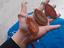 Immagine 2