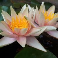 Sioux ninfea cangiante media arancione giallo 